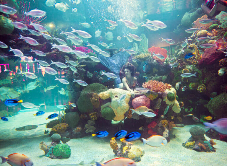 Silverton fish aquarium