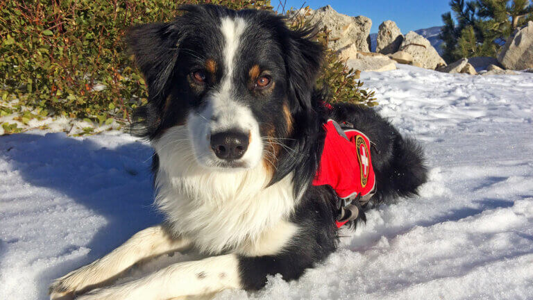 dog on snow