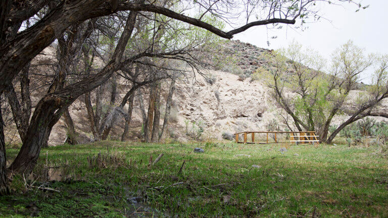 tree in echo canyon