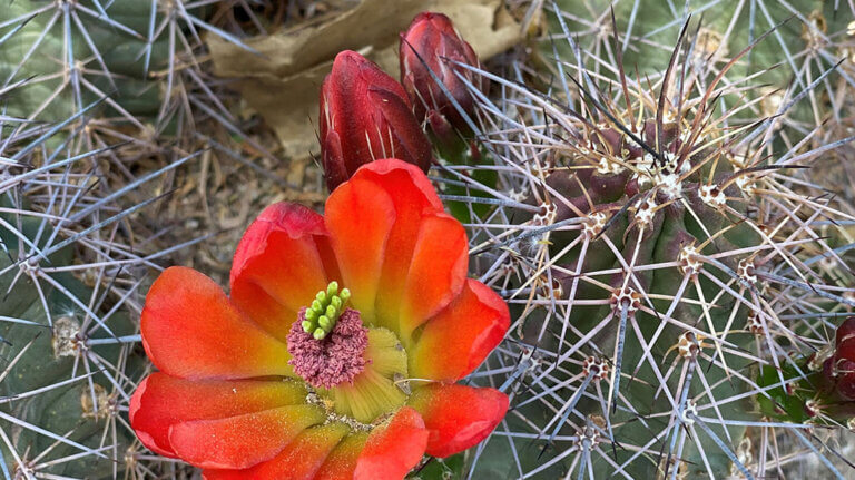 ethel m botanical cactus garden near las vegas nevada