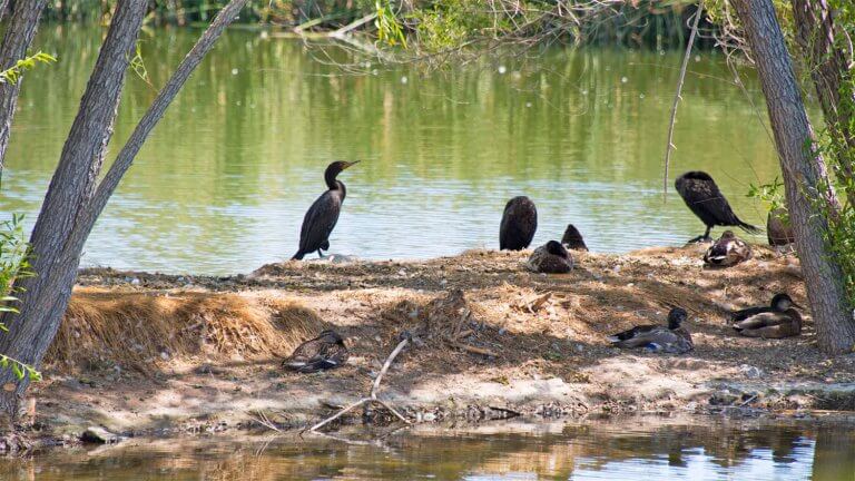 birds at henderson bird viewing preserve