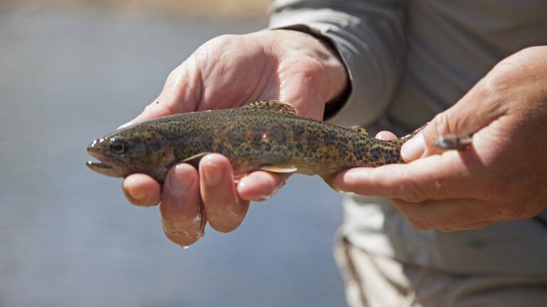 fish caught at jarbidge river