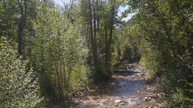 woodlands in jarbidge river