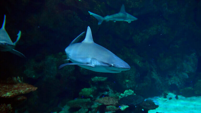 shark swimming at mandalay bays shark reef aquarium