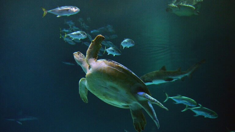 sea turtle at mandalay bays shark reef aquarium