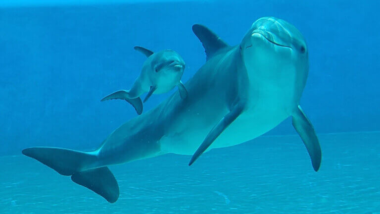 dolphins in aquarium in mirage hotel and casino