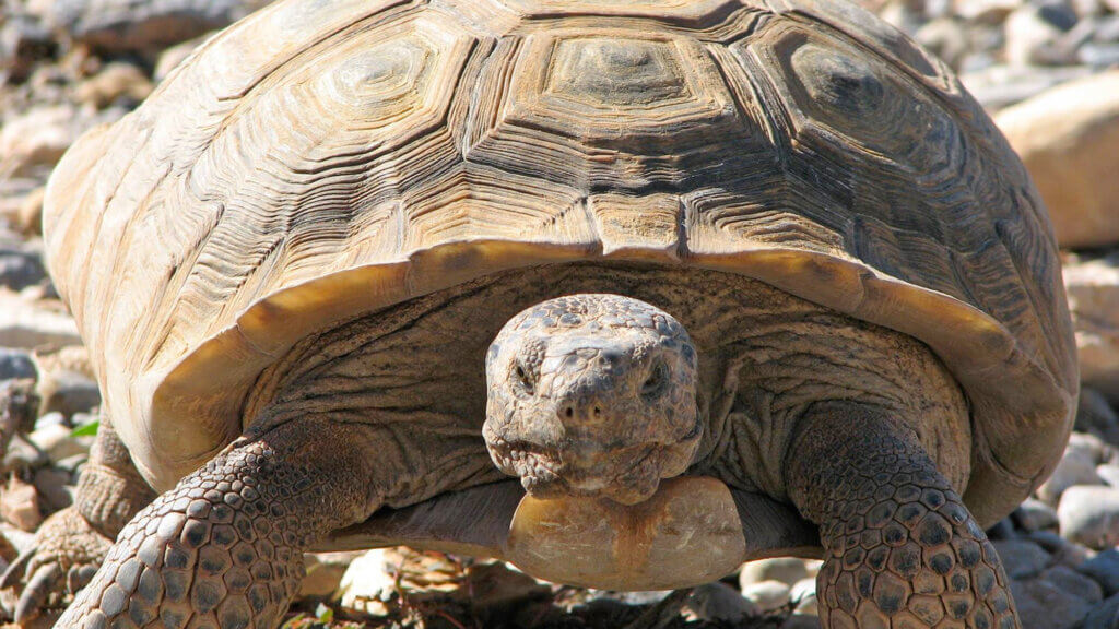 turtle at Springs Preserve