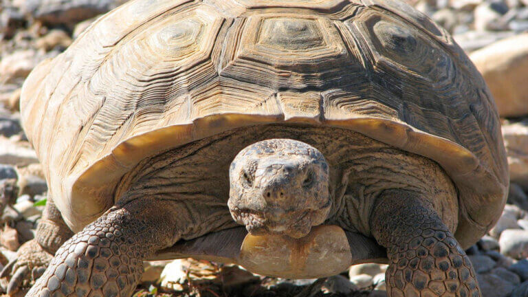 Springs Preserve | Botanical Garden & Butterfly Habitat in Las Vegas