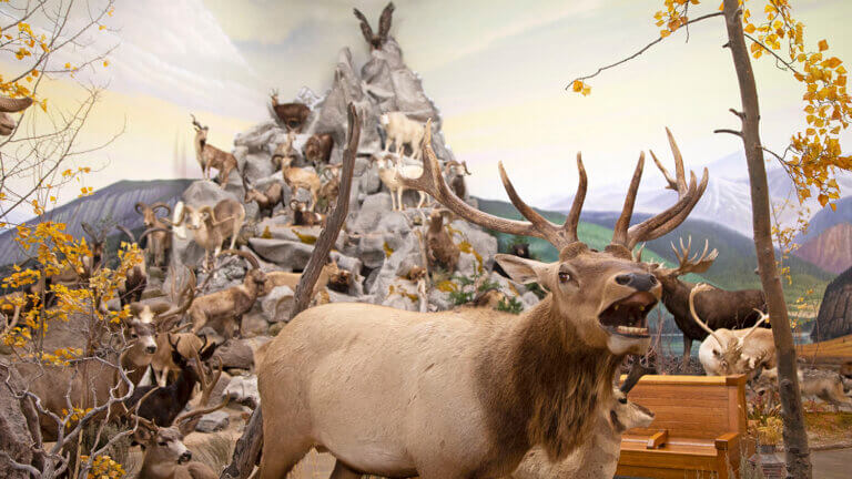 display Northeastern Nevada Museum