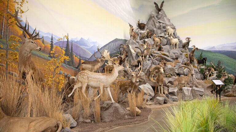 animal display at Northeastern Nevada Museum