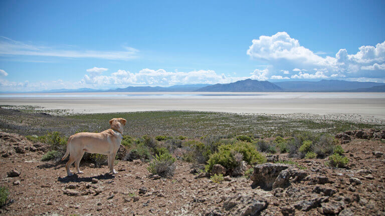 black rock desert