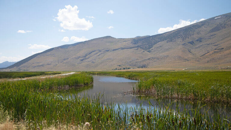 marsh at ruby lake