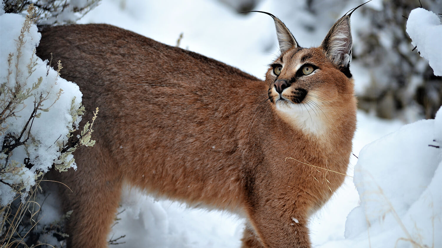 Safe Haven Wildlife Sanctuary