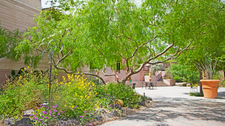 trees at Springs Preserve