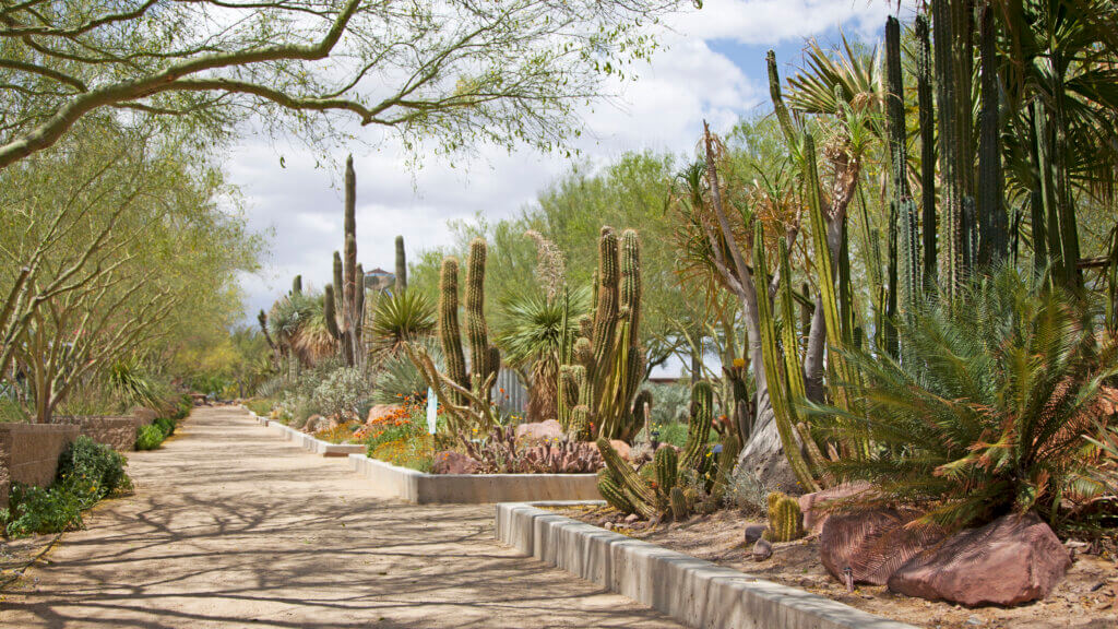 cacti on a path in strolling spring preserve