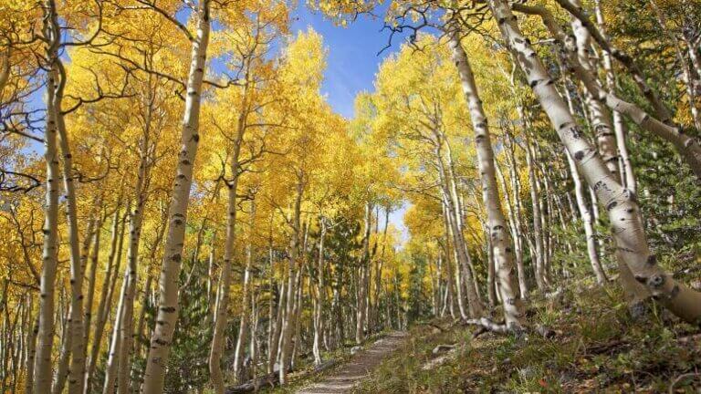 aspens cottonwoods