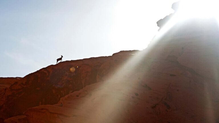 bighorn sheep at valley of fire