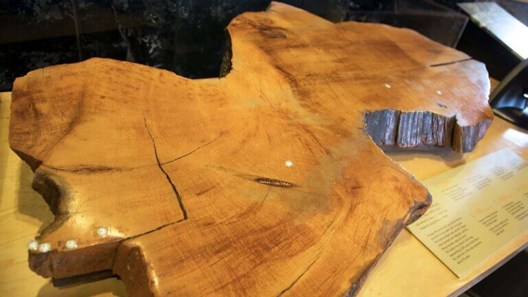 bristlecone pine trunk