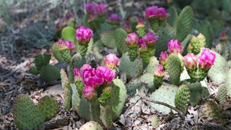 cacti dayton state park