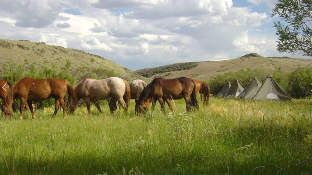 cottonwood ranch, guest ranch, wells, elko, camp