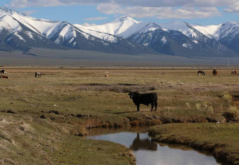cows at austin reese river