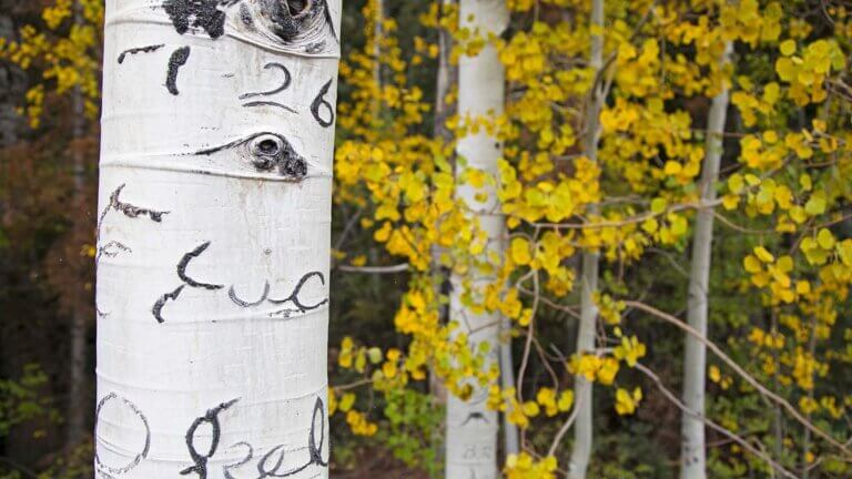 great basin national park in autumn