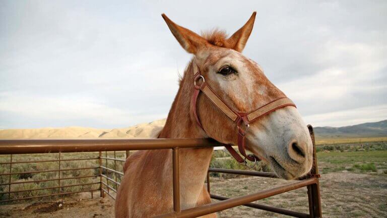 horses at california trail center