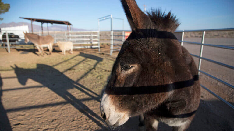 longstreet inn nevada petting zoo