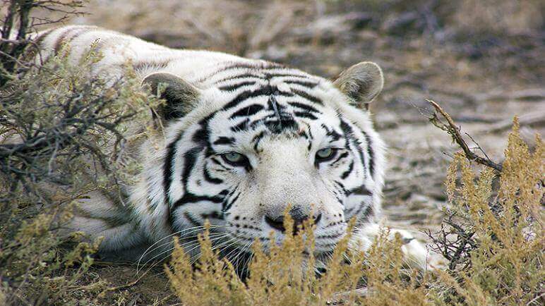 white tiger at safe haven animal rescue