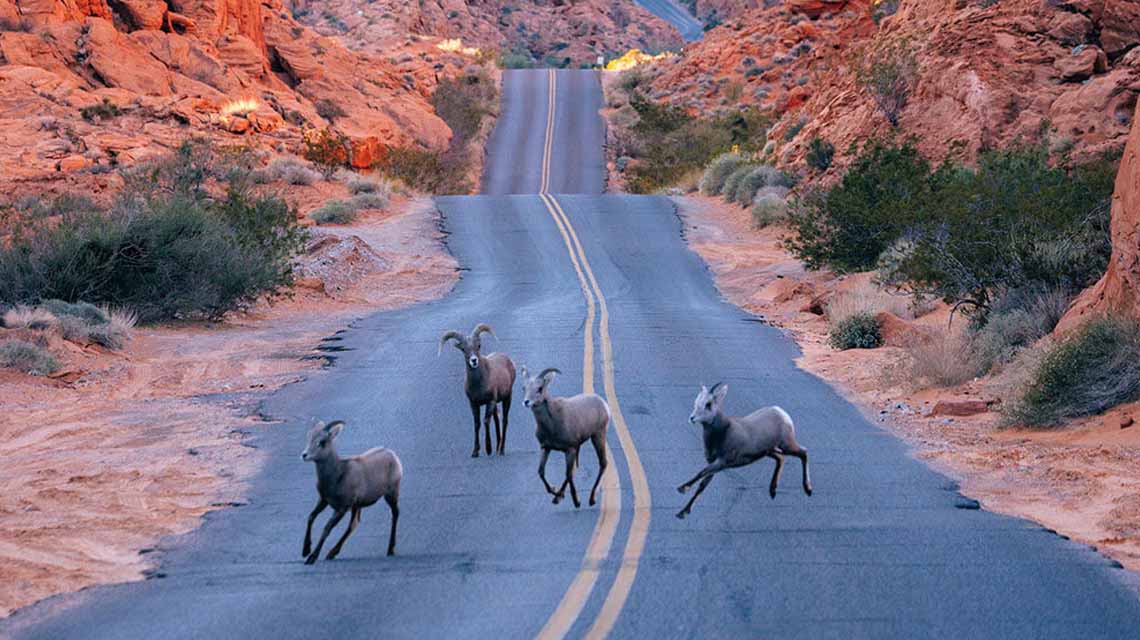 wildlife viewing bighorn sheep at valley of fire