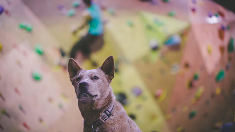 dog at rock climbing facility