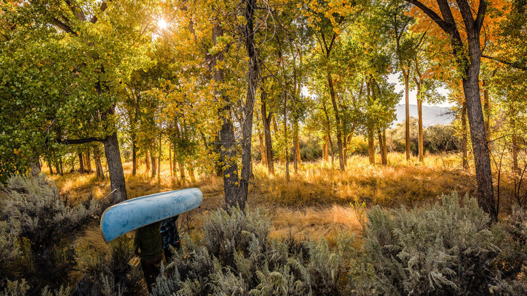 woods near carson river