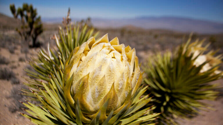 Bristlecone Pine