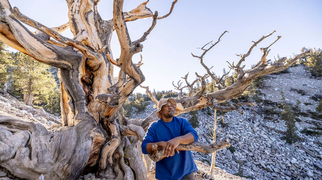 great basin national park, bristlecone pine, prometheus, oldest tree on earth