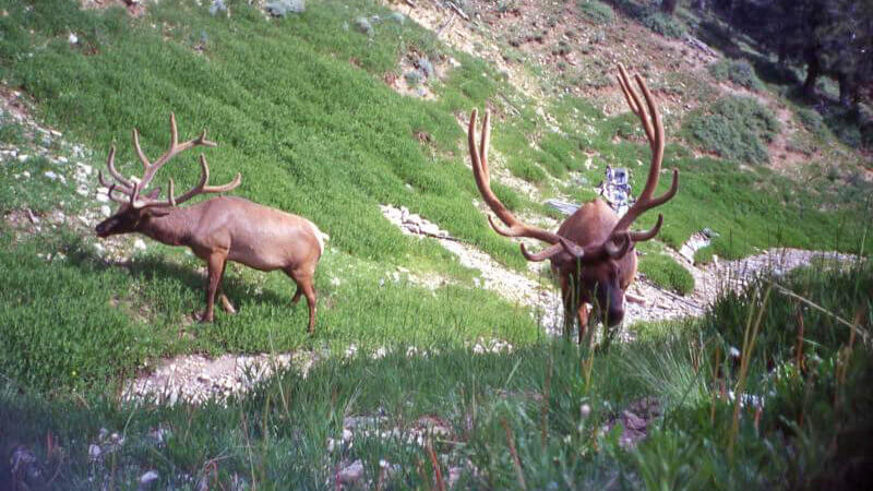 deer with big antlers eating grass