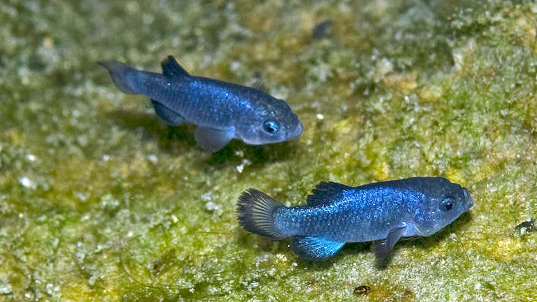 Two blue small Devils Hole pupfish swimming in the water