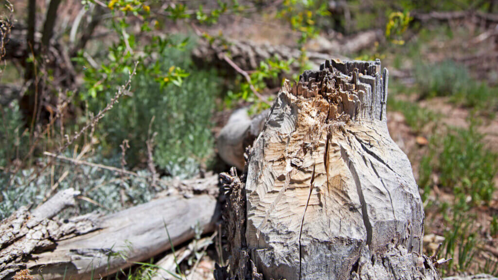 beaver dam state park