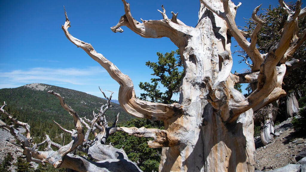 bristlecone tree in mountains