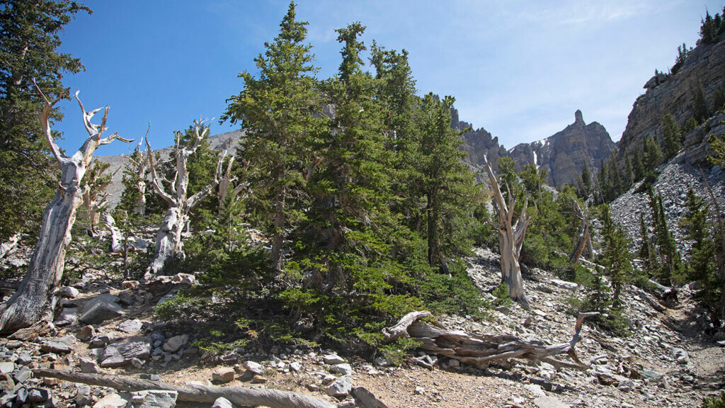 Great Basin National Park was where we first discovered just how old these bad boys could be.