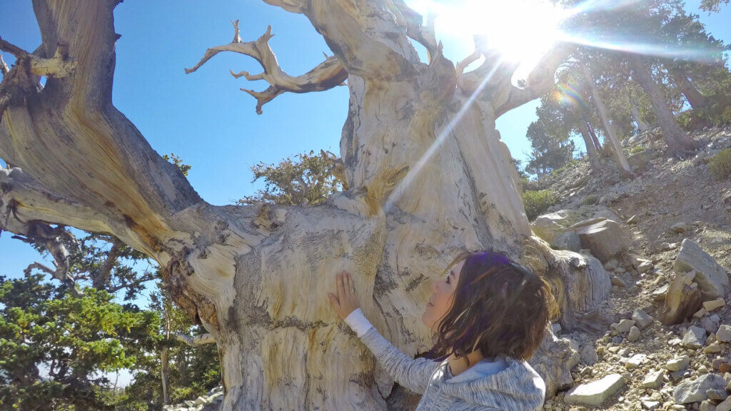 hiker admires a bristlecone tree