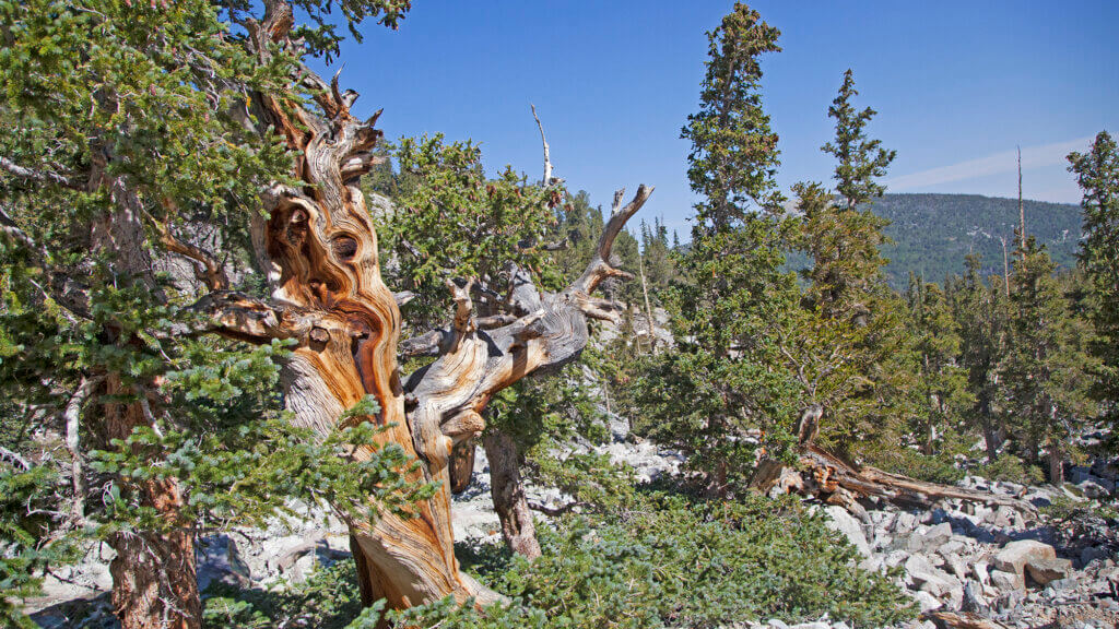 bristlecone in mountains