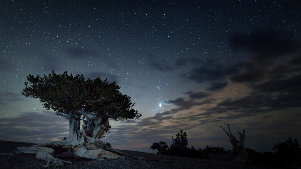 bristlecone tree at night