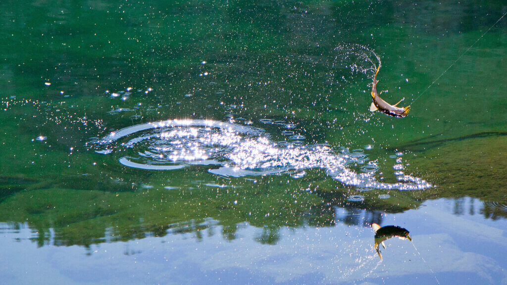 trout at jarbidge wilderness