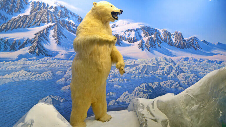 polar bear display at the wilbur may museum