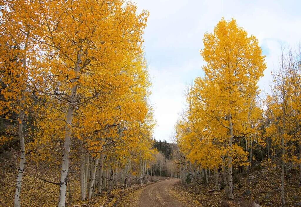 aspen fall colors near ely nevada