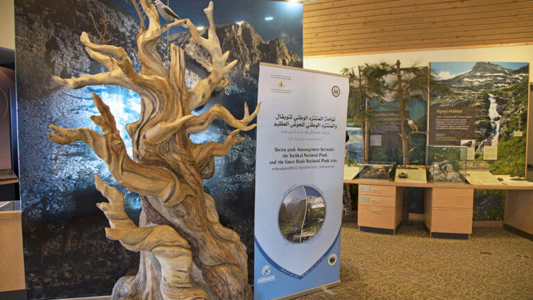 great basin national park bristlecone tree