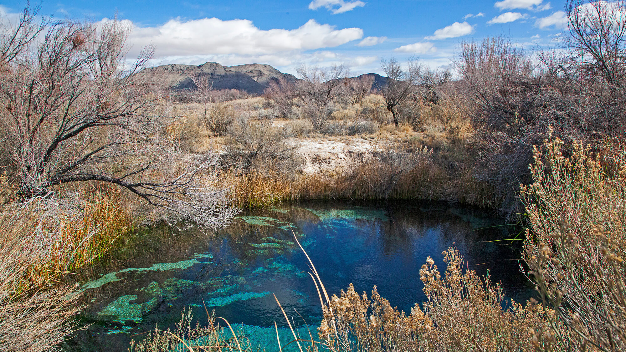 Warm Spring Pools in the Nevada landscape at ash meadows national wildlife refuge