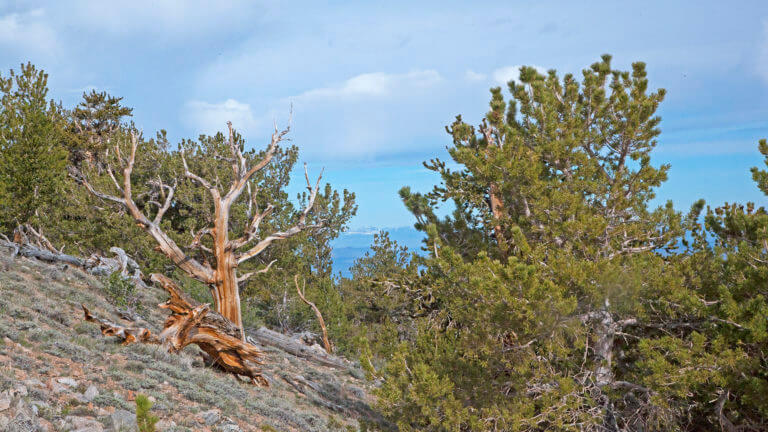 bushes and trees on boundary peak