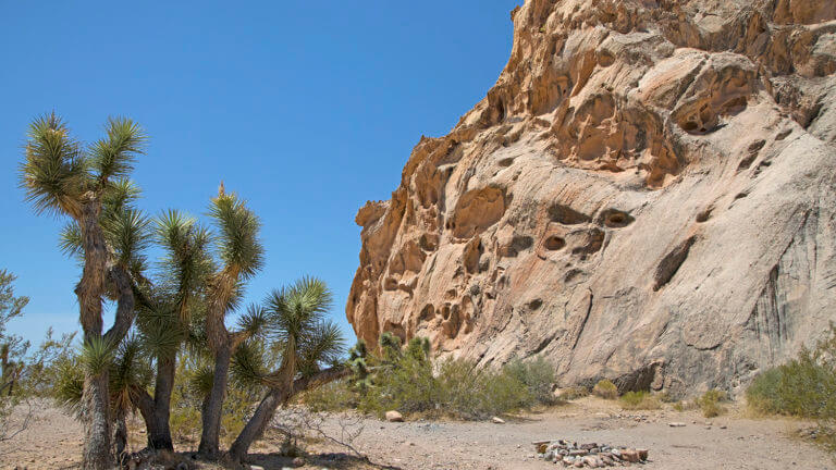 Joshua trees in Gold Butte National Monument