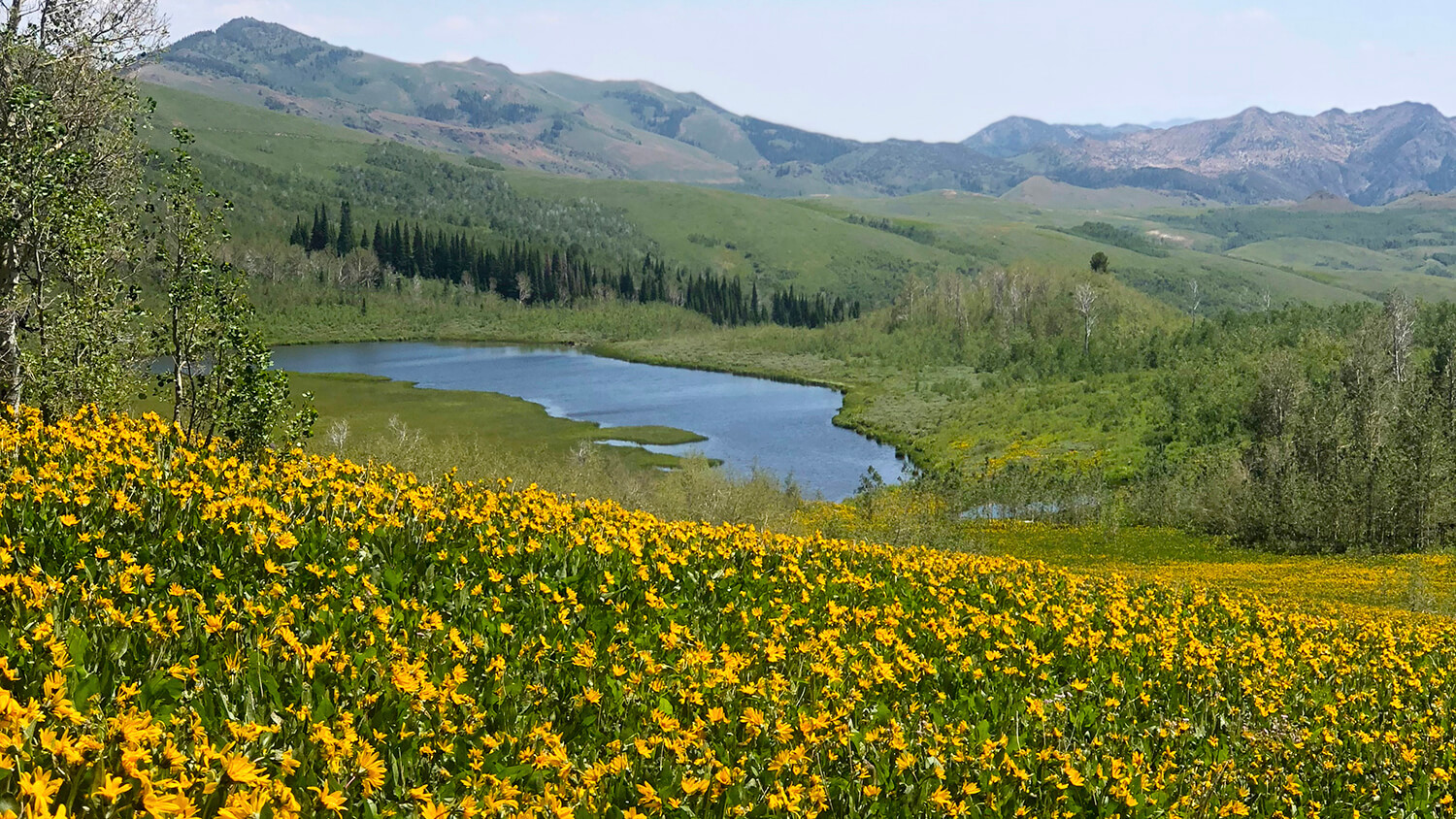 Nevada's Most Beautiful (and unexpected) Gardens